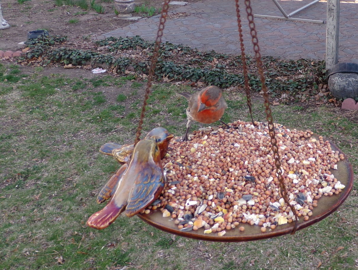 Birds